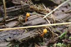 Ophiocordyceps variabilis