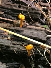 Ophiocordyceps variabilis