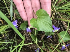 Viola nephrophylla