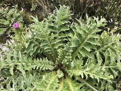 Cirsium andrewsii