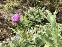 Cirsium andrewsii