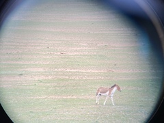 Equus kiang