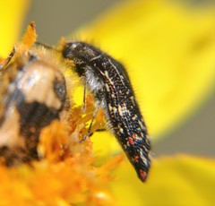Acmaeodera mudgei