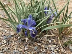 Iris potaninii ionantha