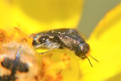 Acmaeodera mudgei