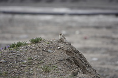 Pseudopodoces humilis
