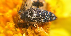 Acmaeodera mudgei