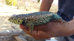 Sceloporus horridus