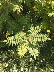 Sorbaria sorbifolia