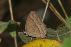 Paryphthimoides difficilis