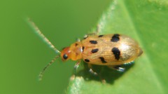 Systena nigroplagiata