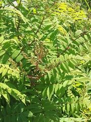 Sorbaria sorbifolia