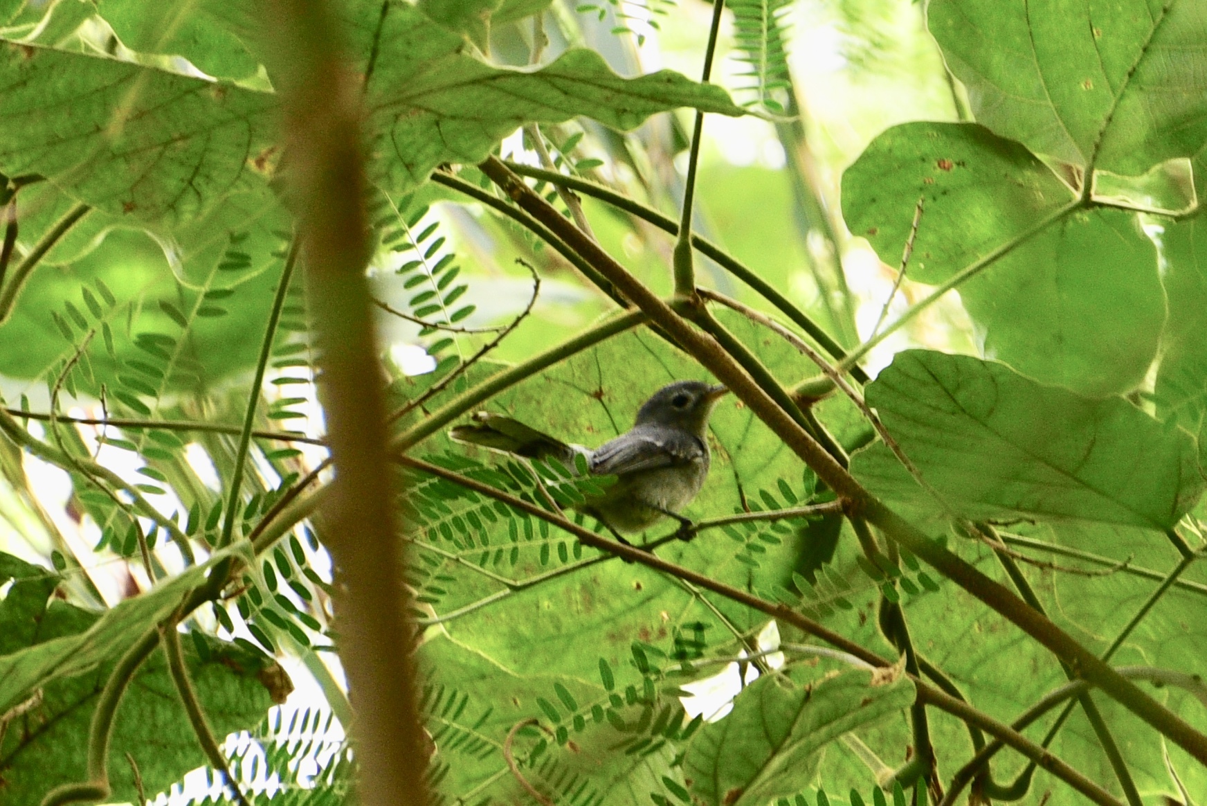 Slaty Monarch (Mayrornis lessoni), photo 8