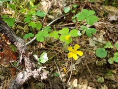 Oxalis suksdorfii