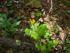 Oxalis suksdorfii