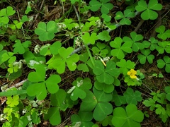 Oxalis suksdorfii