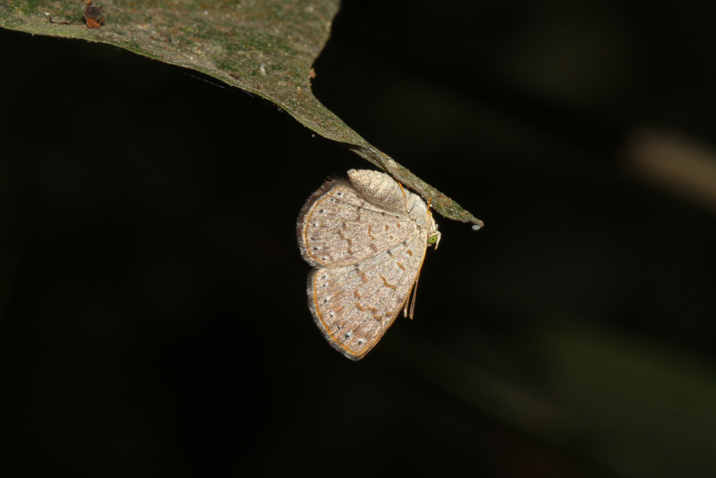 Archaeonympha