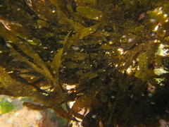 Dictyota kunthii