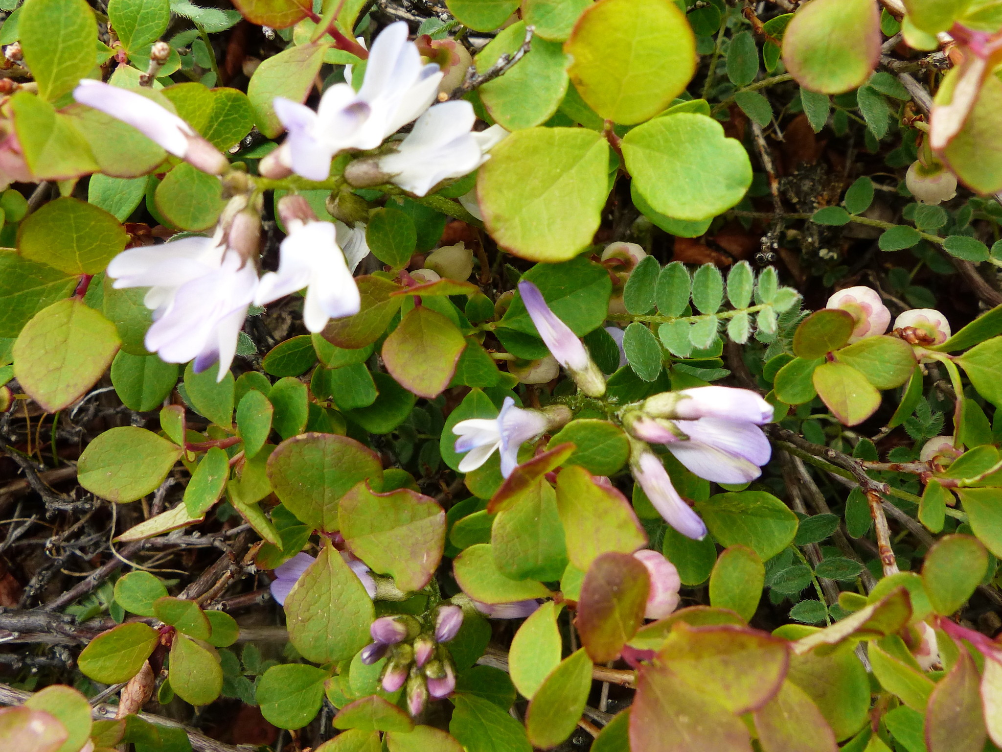 Astragalus alpinus var. alpinus