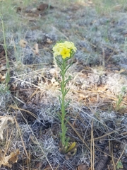 Lithospermum cobrense