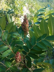 Rhus × borealis