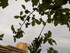 Neuroterus quercusbatatus