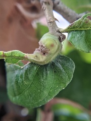 Neuroterus quercusbatatus