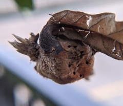 Neuroterus quercusbatatus