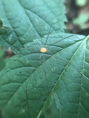 Leiobunum politum
