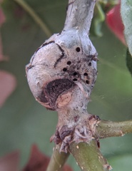 Neuroterus quercusbatatus