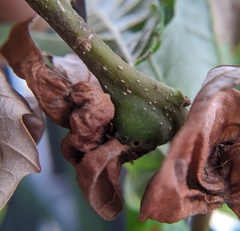 Neuroterus quercusbatatus