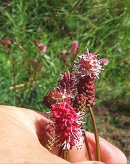 Sanguisorba tenuifolia