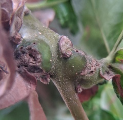 Neuroterus quercusbatatus