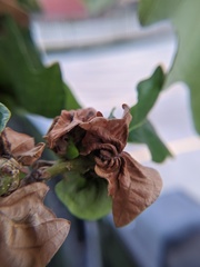 Neuroterus quercusbatatus