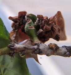 Neuroterus quercusbatatus