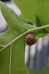 Dryocosmus quercuspalustris