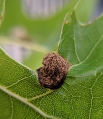 Dryocosmus quercuspalustris