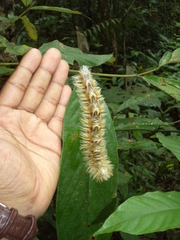 Lasiocampoidea