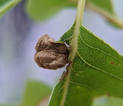 Dryocosmus quercuspalustris