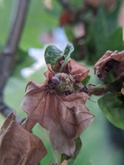 Neuroterus quercusbatatus