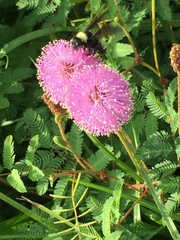 Mimosa hystricina