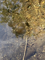 Salvelinus fontinalis