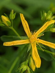 Hypericum perforatum