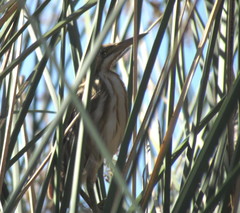 Ixobrychus involucris