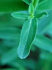 Hypericum perforatum