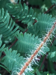 Mimosa hystricina
