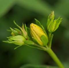 Hypericum perforatum