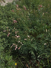 Sanguisorba tenuifolia