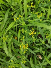 Hypericum perforatum
