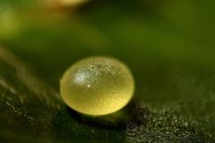 Marumba dyras